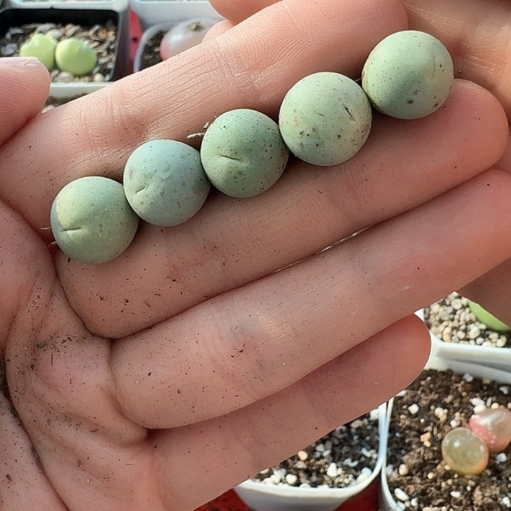 老马生石花鸽子蛋1044