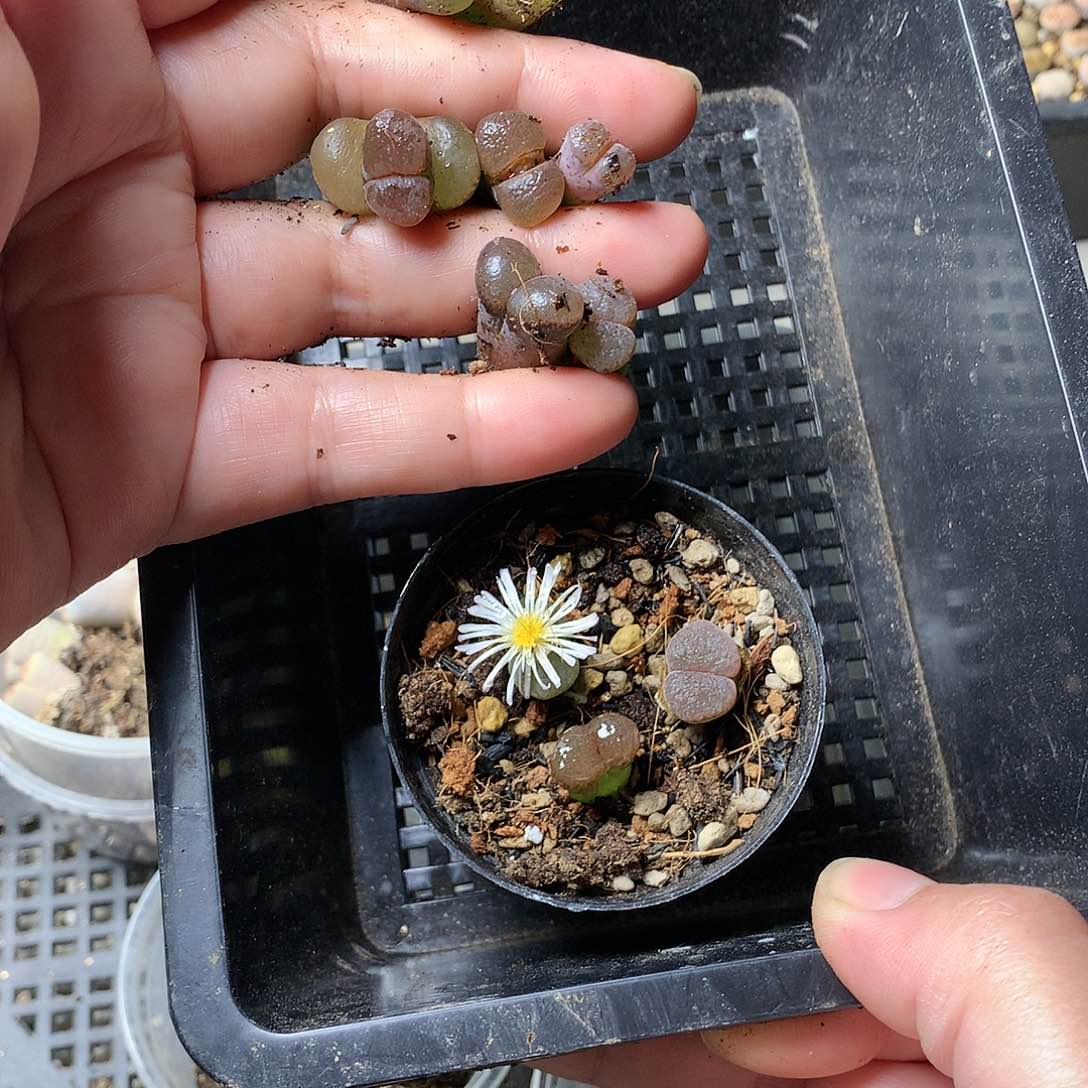 妲****ぃA328多肉植物保护研究所