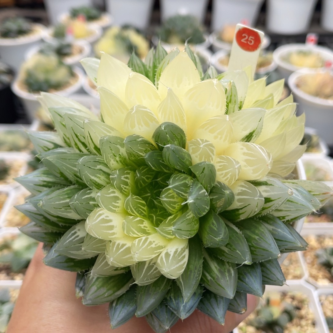 25 花蝴蝶群生玉露锦母本株