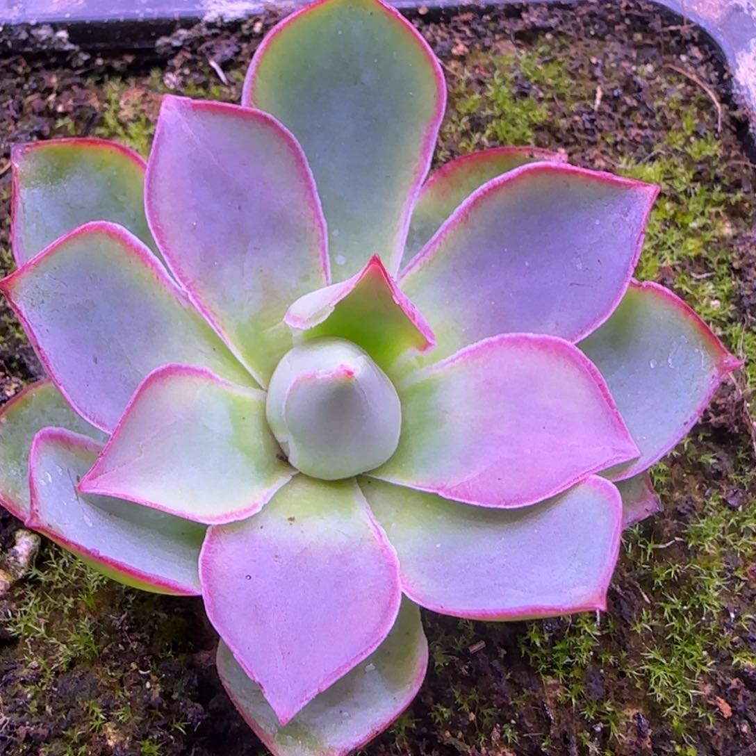 5厘米紫色玫瑰124242457253