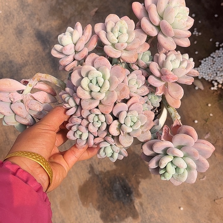 红诺神大群，一物一拍