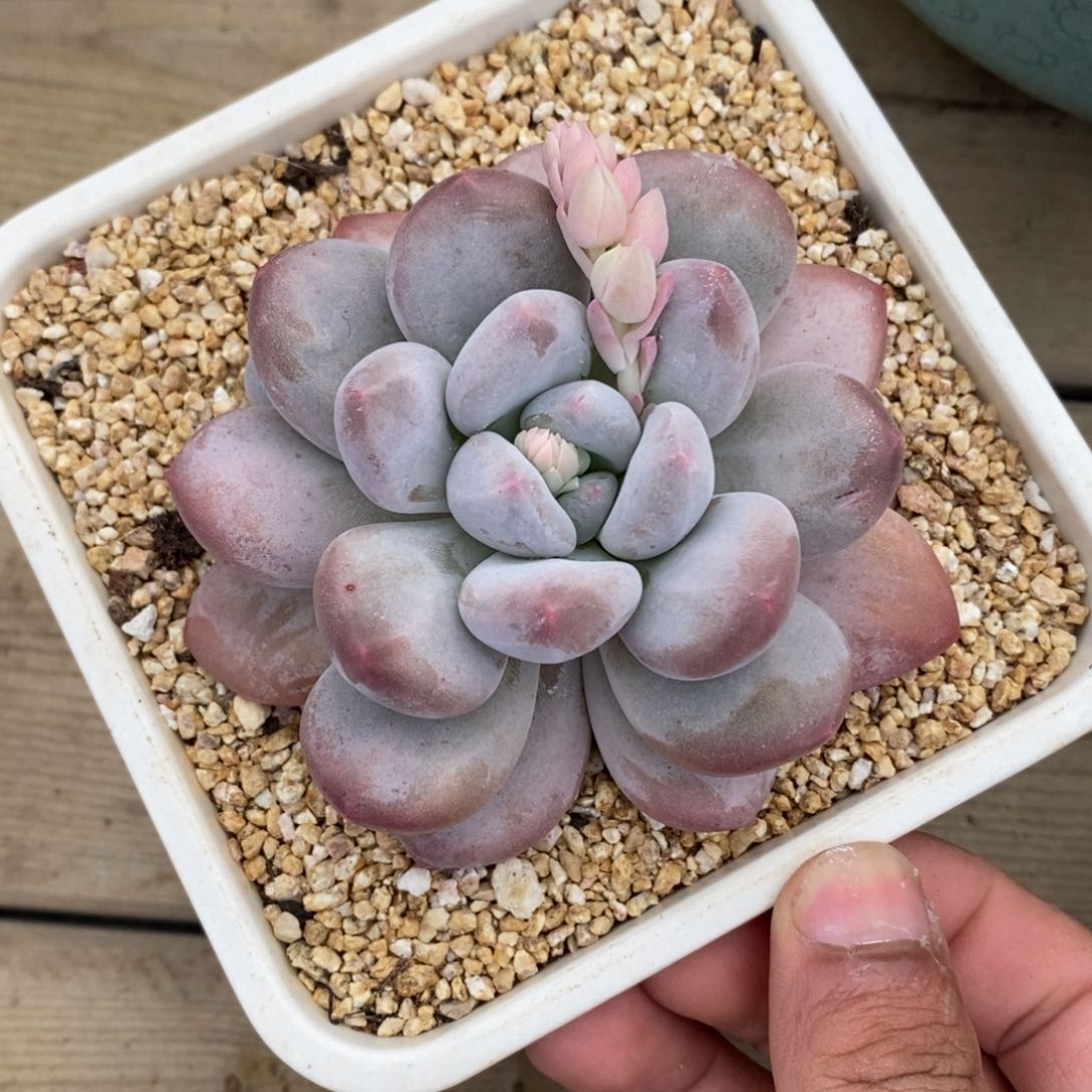 精品一物一拍多肉_香水