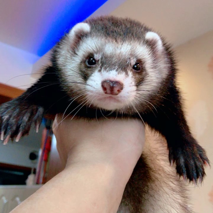 小浣熊色幼仔宠物貂