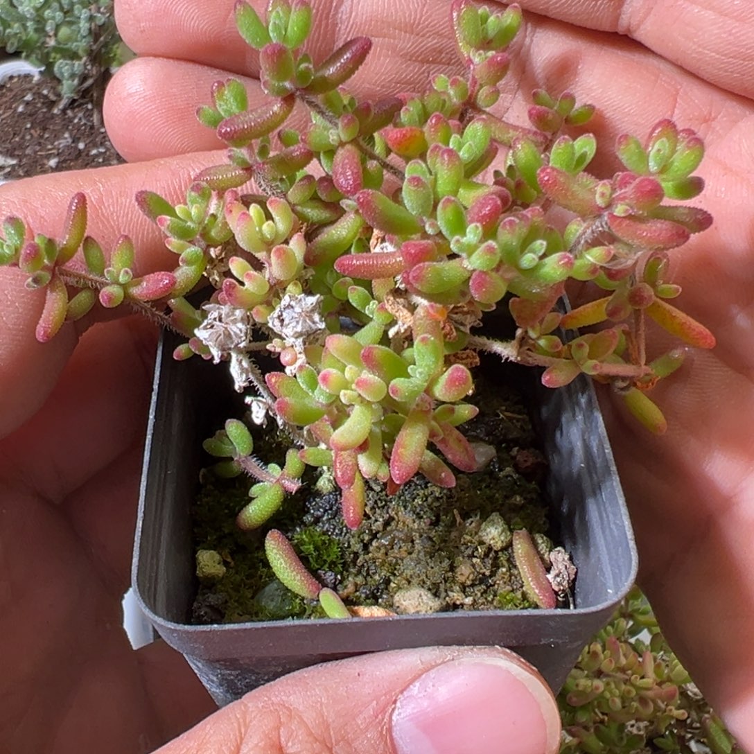 红宝石55杯老桩福利