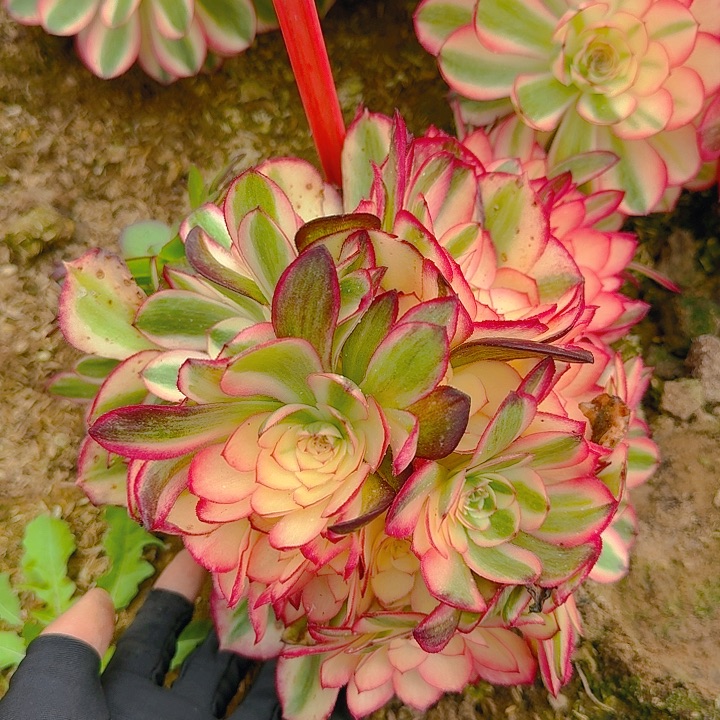 5-174倾城多肉法师