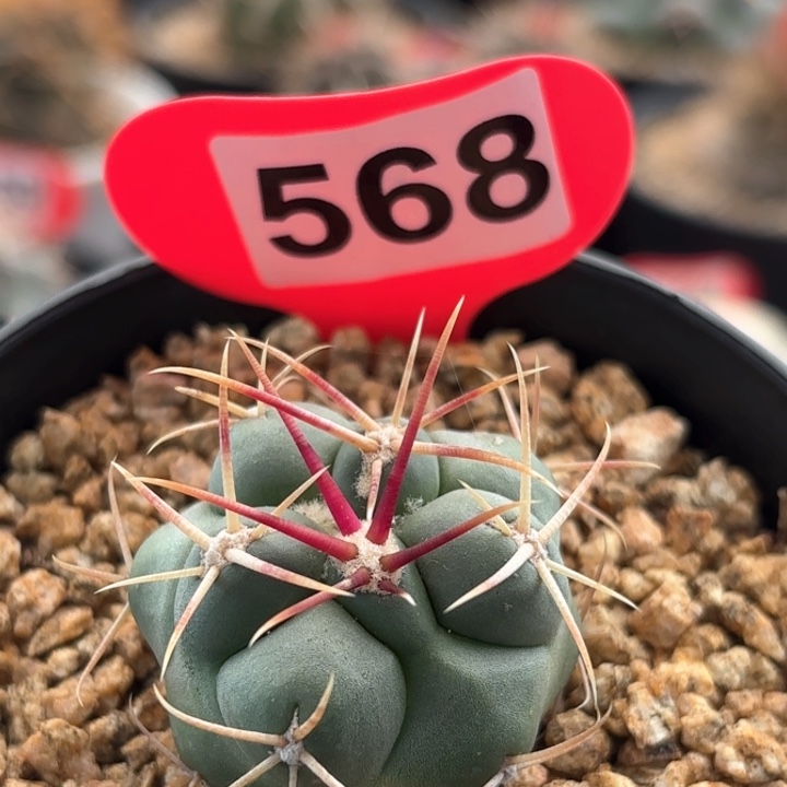 仙人球实生绯冠龙