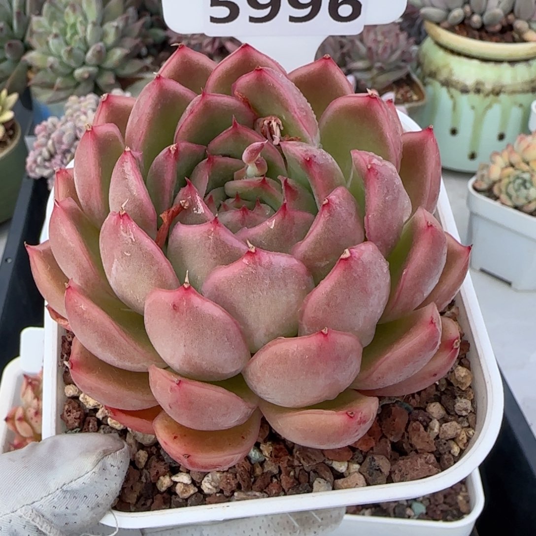 多肉植物5996………………