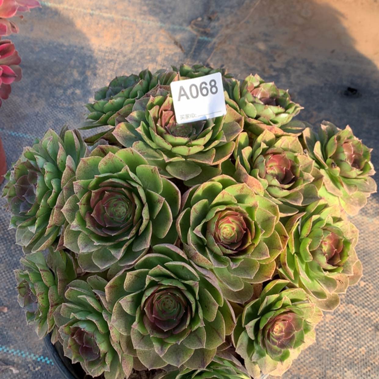 【闪购商品】68万拉丝