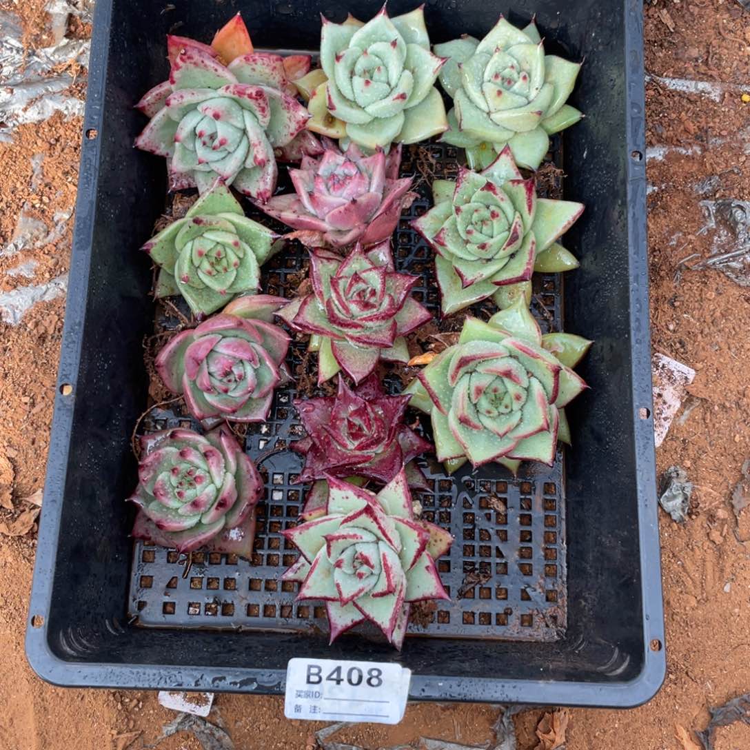 无花朵若如东云单拍B408