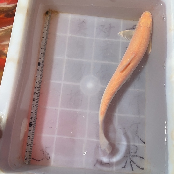 蝴蝶鲤鱼渔场直发83