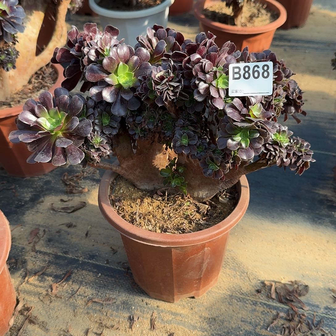 868欧紫朵朵有伤一颗呀满28包邮