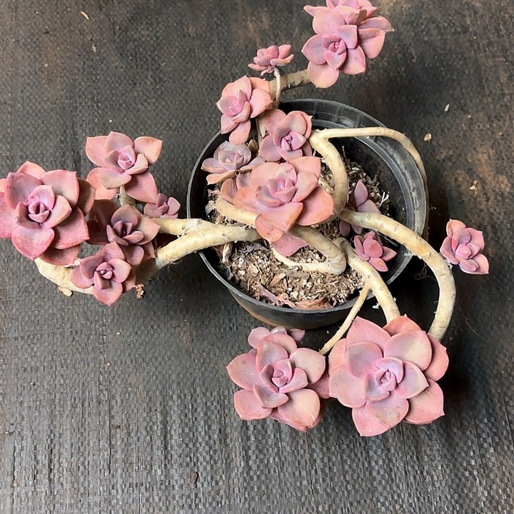 多肉植物，彩虹糖