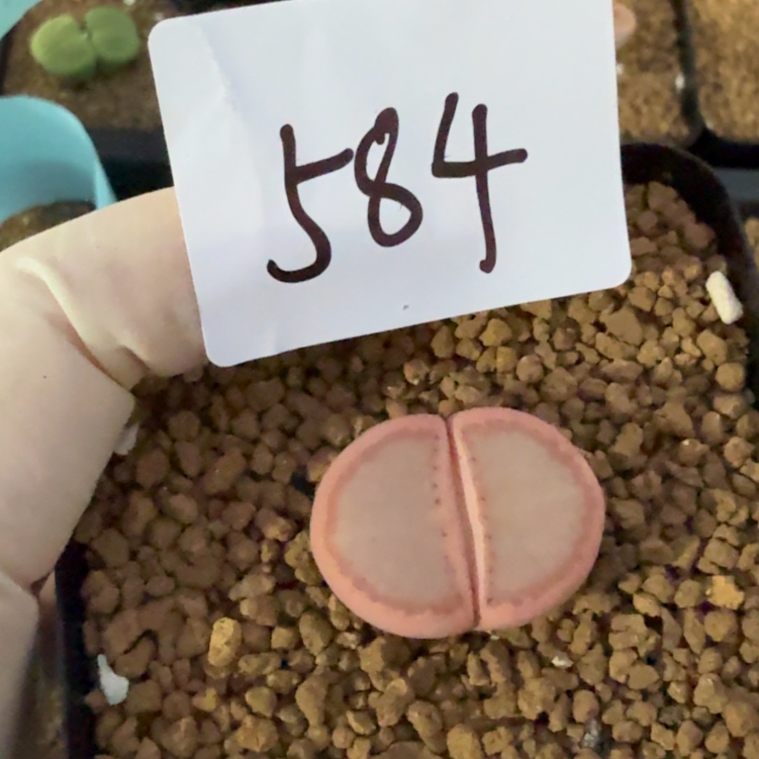 楚***铦多肉多肉多肉9-584