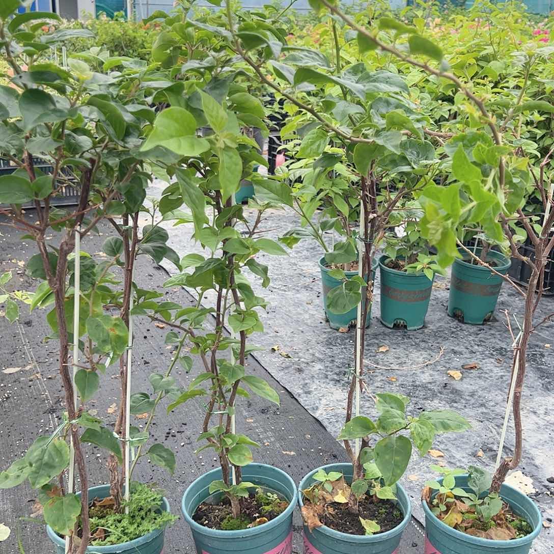 大部分开放少量花苞770随机一颗