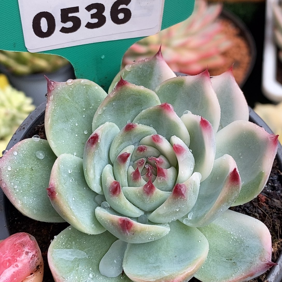 536娃娃哈哈哈哈哈