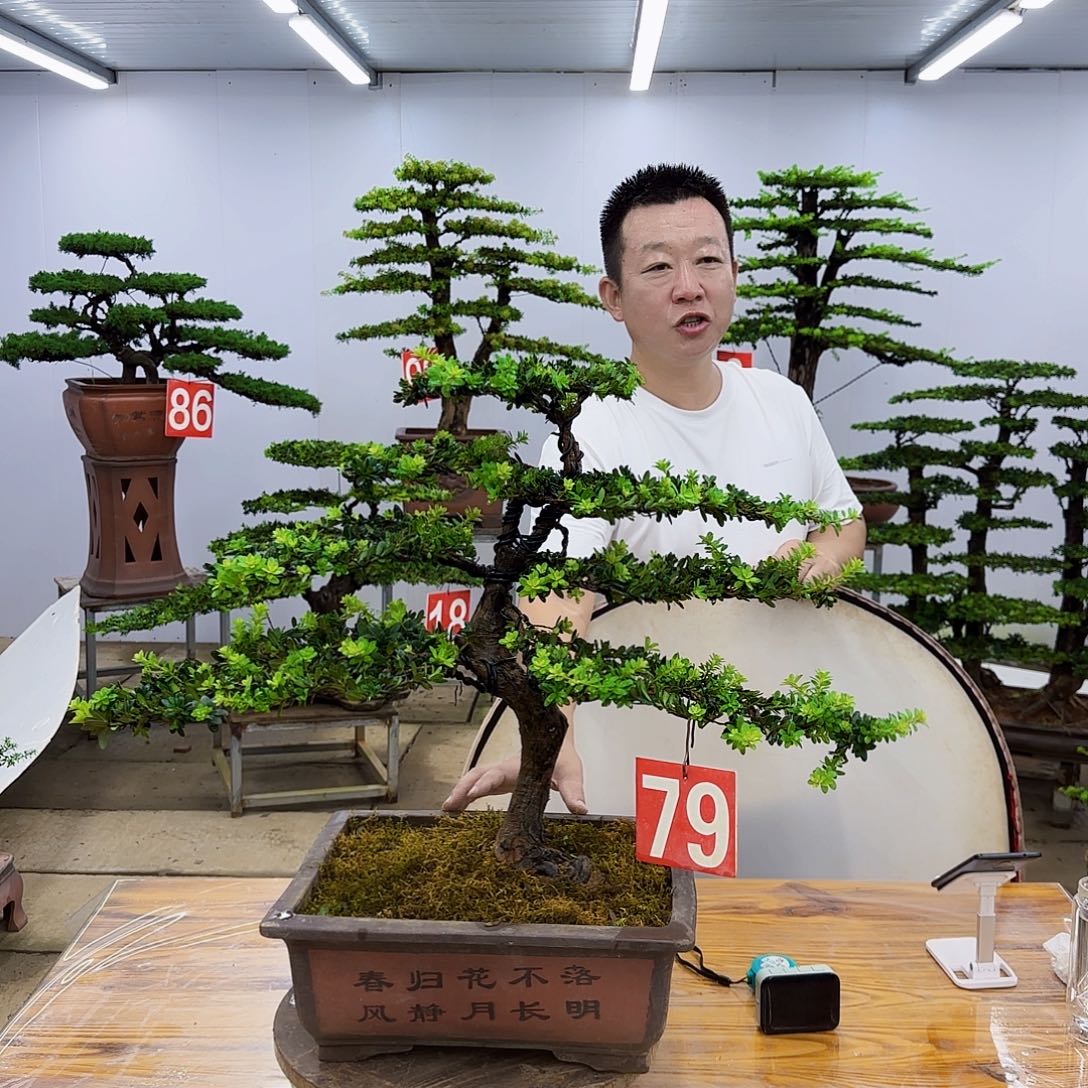 无花朵盆景直播间