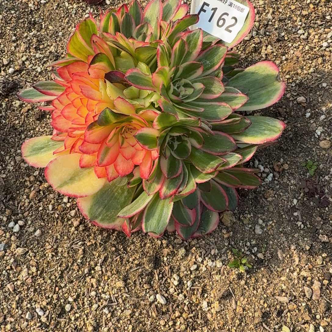 y****8162海神变异到秋天。多肉植物