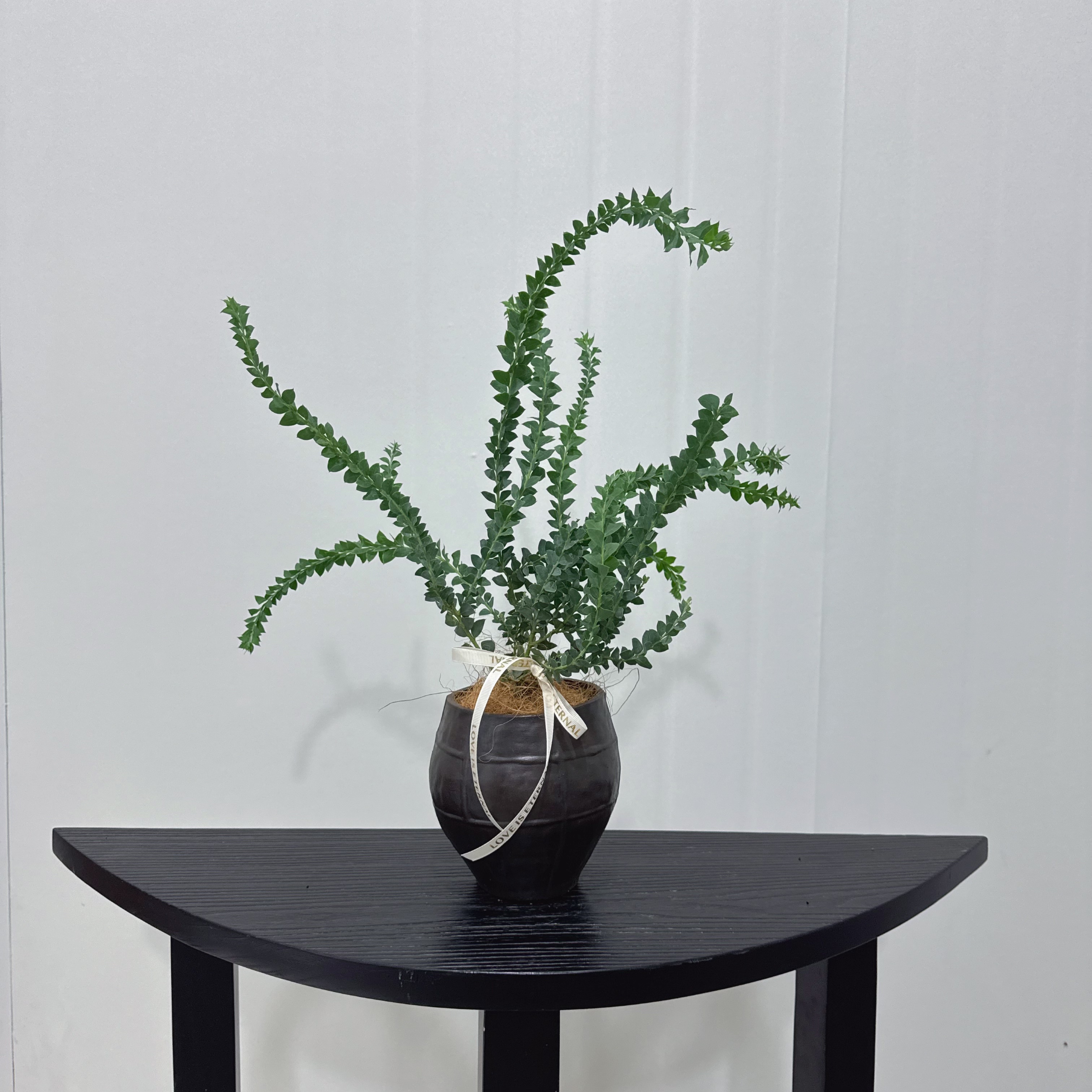 【麒麟叶尤加利】 浪漫地中海风情植物 阳台室内喜阳好养盆栽