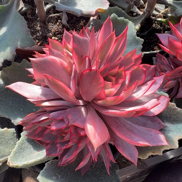 红莲锦腹轮锦群生的如今