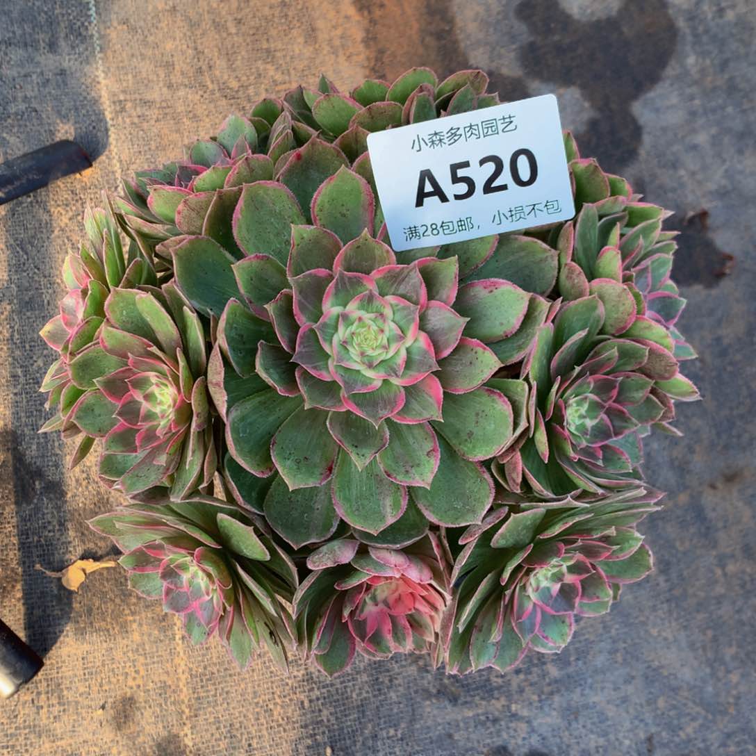 莲花座52000000000