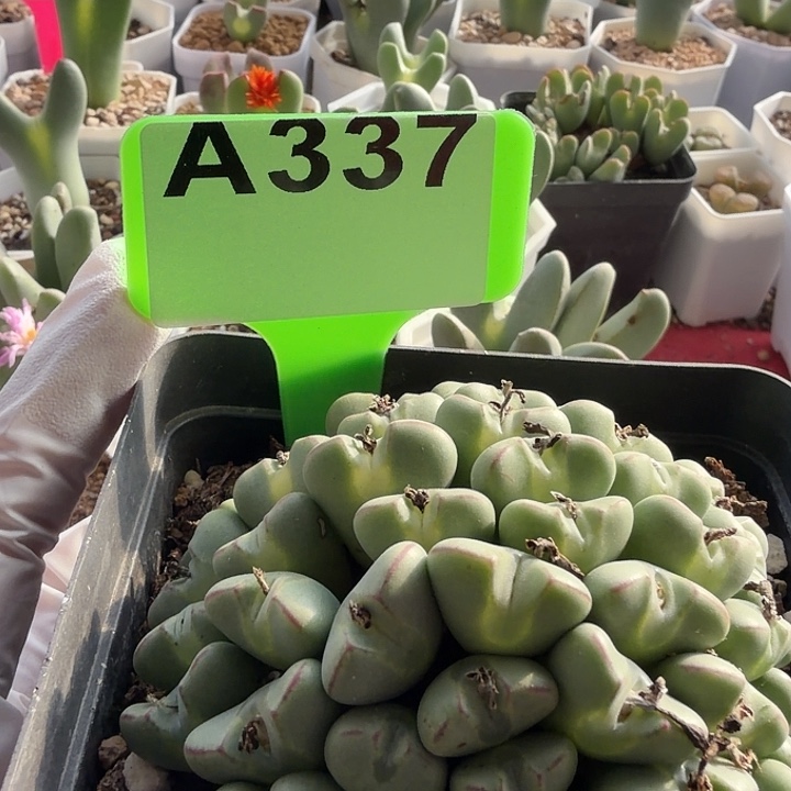 小***子337mmmmmmmnnnnnnnnnnnnn