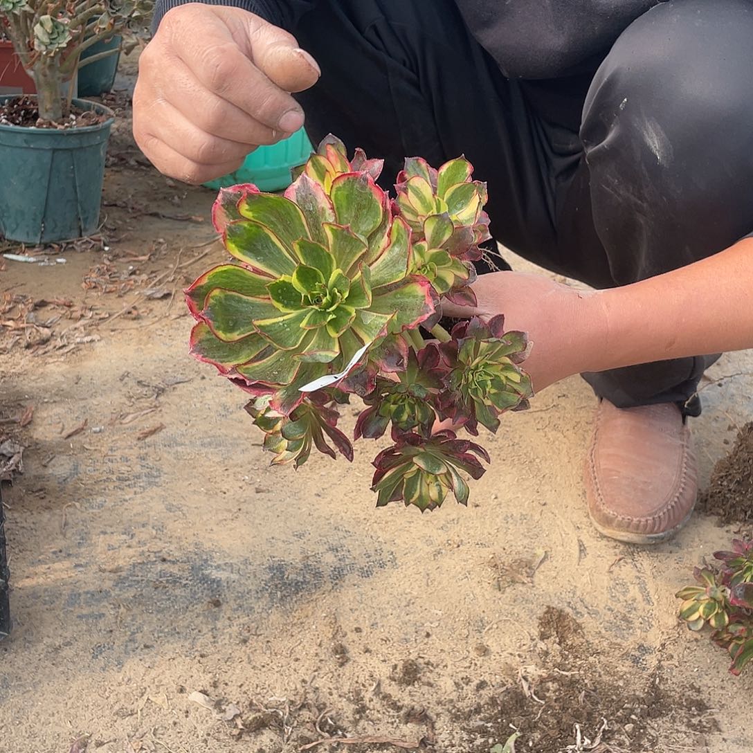 法师植物魅影007法师