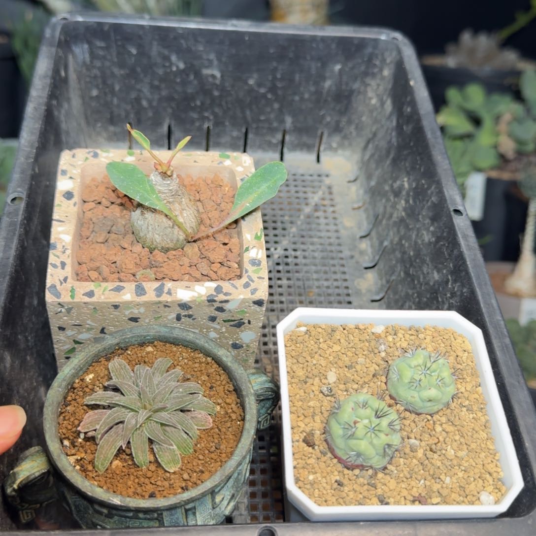 多肉福袋一物一拍多肉