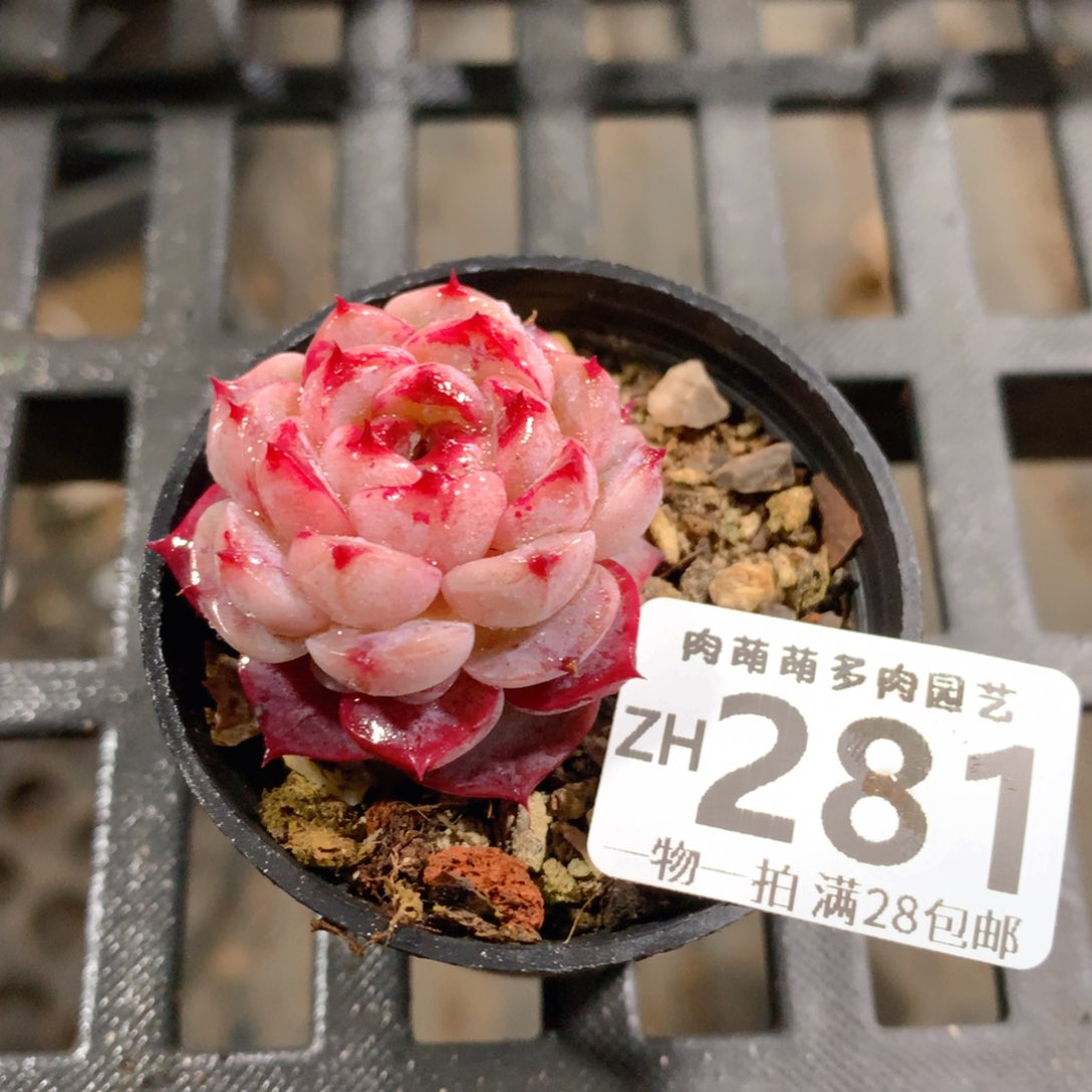 肉萌萌拇指盆精控多肉ZH281