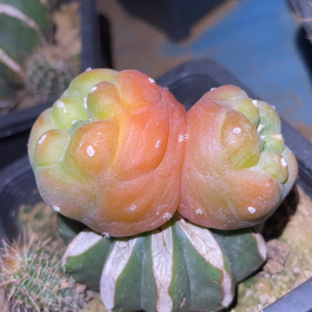 双头连体 犹银锦 仙人球