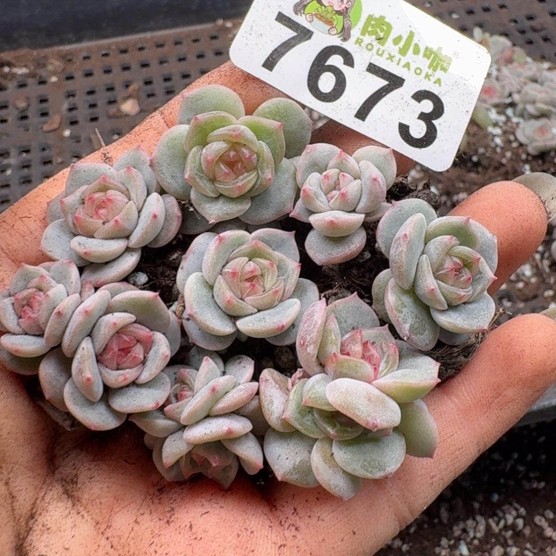 多肉植物多肉植物
