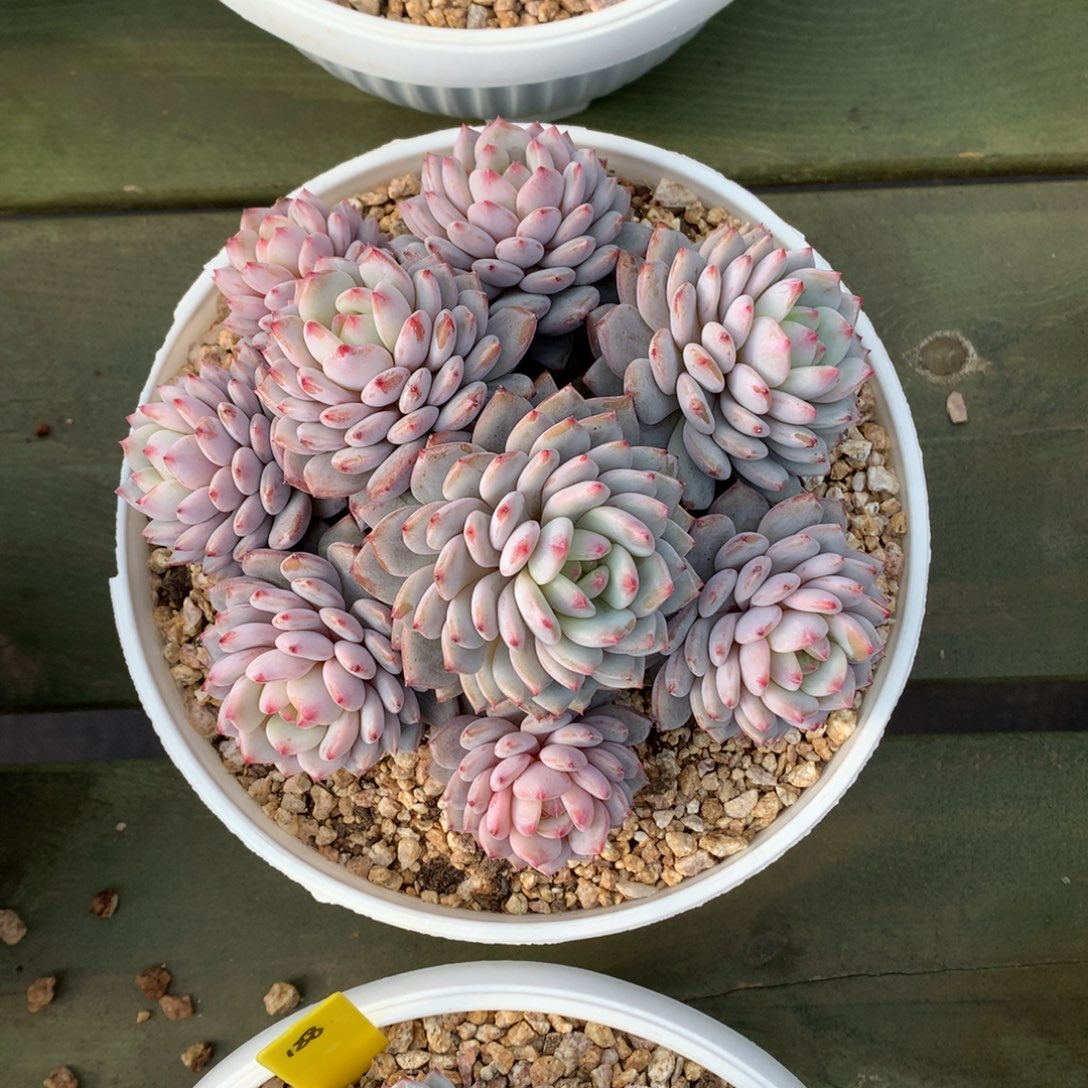 星星橙 大群 一颗    