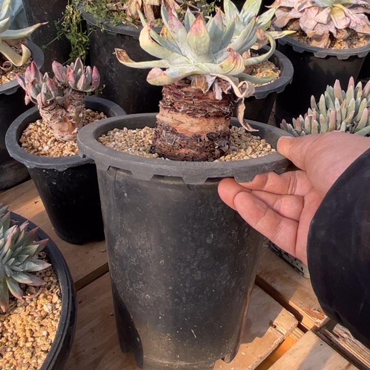 雪山粗桩福利粗桩