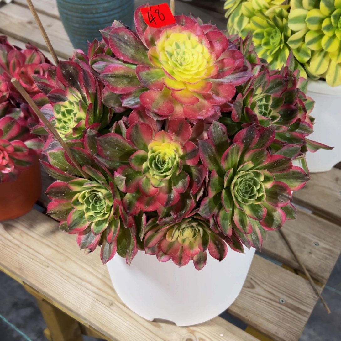 大****淼48炖肉植物发货海王