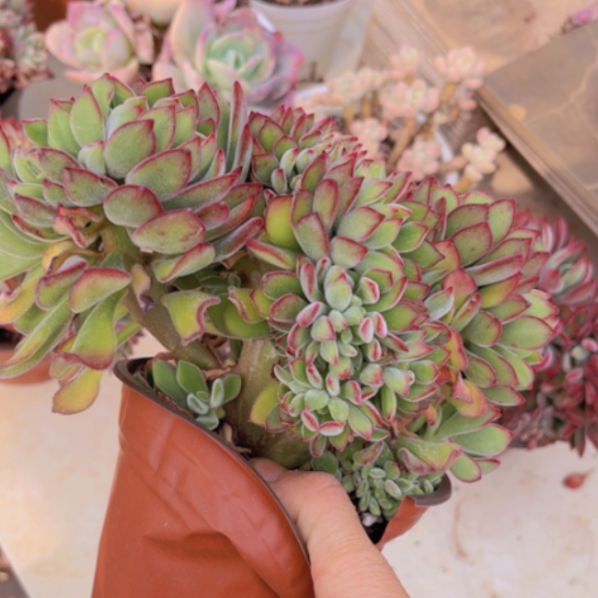 【闪购商品】红兔儿缀1497