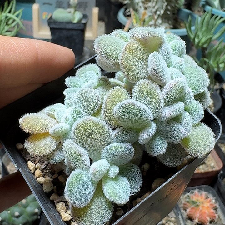 509雪晃星缀化脱土发货