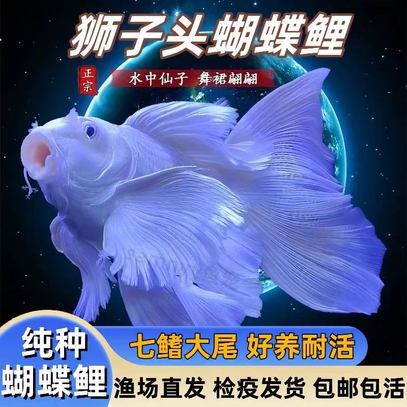 纯种台系蝴蝶鲤赛级白短球可混养【包活包赔】