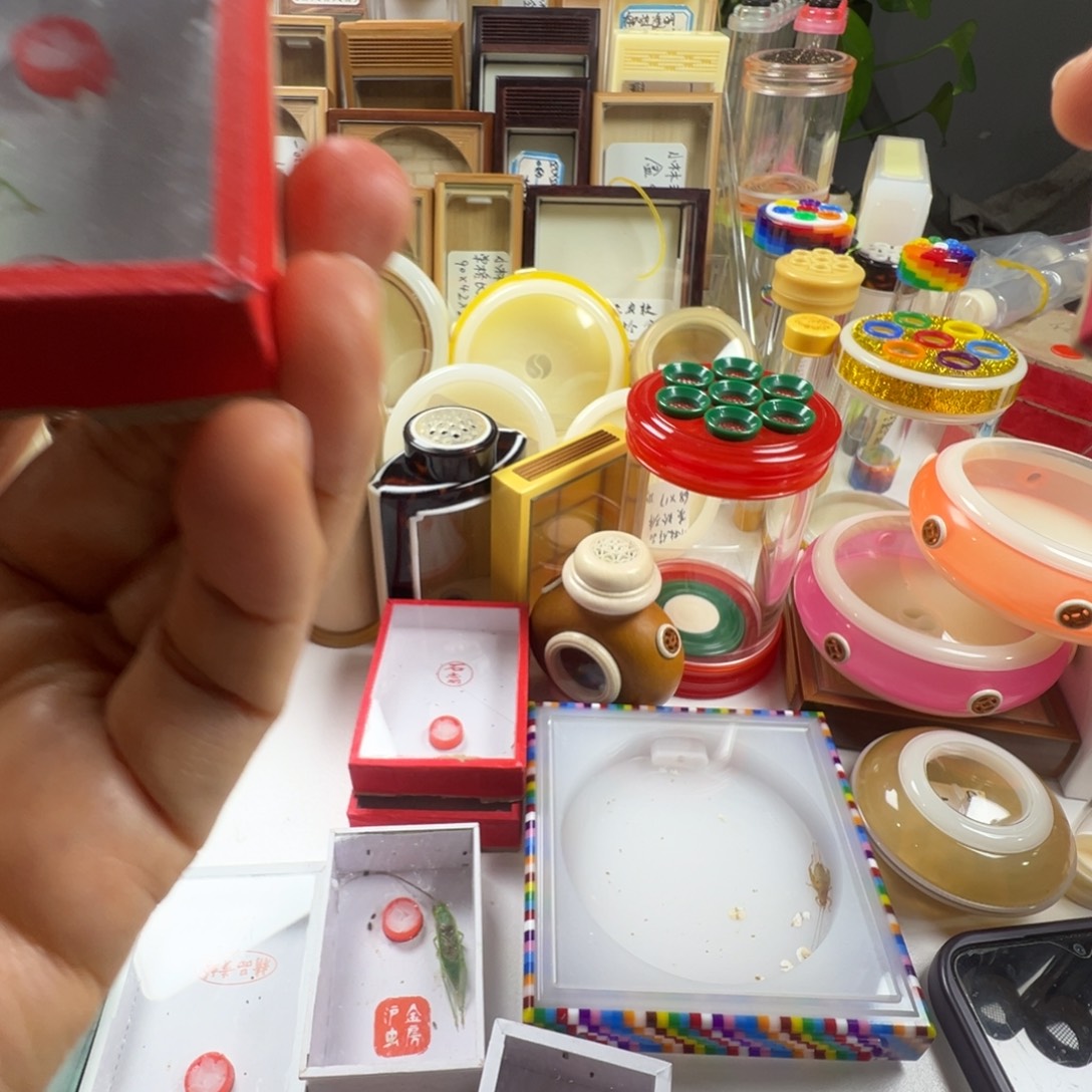 君***兰蟋蟀一只金钟一只中黄