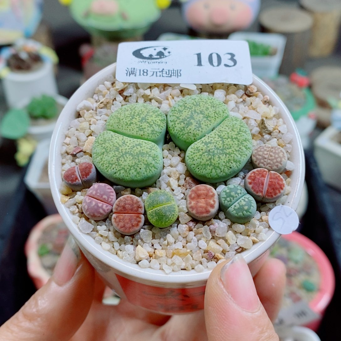 生石花花哈哈哈哈花花103