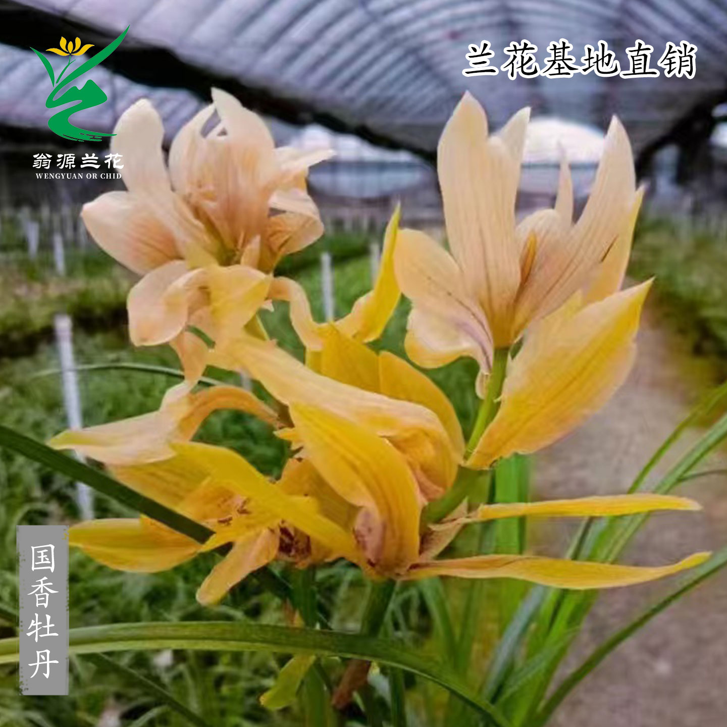 翁源兰花喜花里高端春兰国香牡丹奇花带花浓香好养花卉盆栽