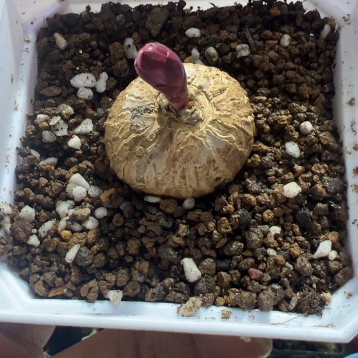 2.8左右玫瑰大戟带盆11111111