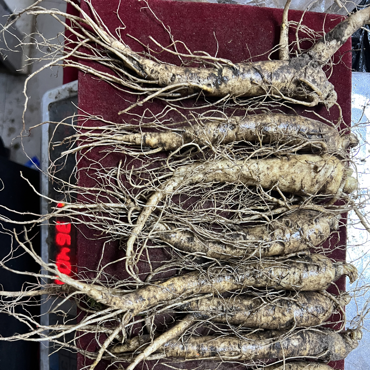 长白山现挖新鲜适合中老年泡酒煲汤滋补养生西洋参