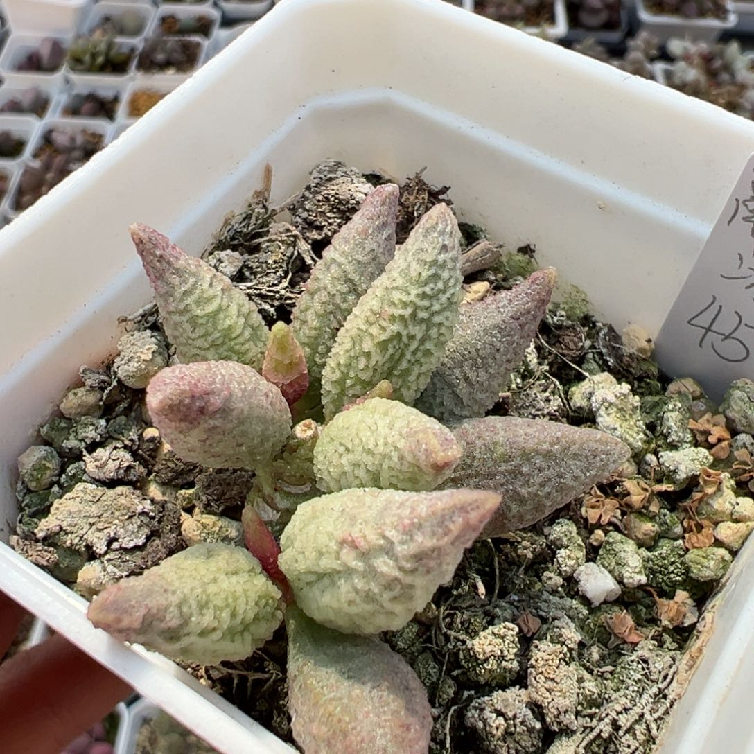 起桩融化纹冰激凌多肉植物水泡