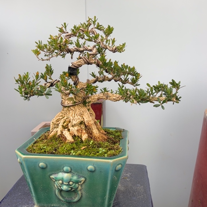 无花朵精品老桩雀舌黄杨盆景