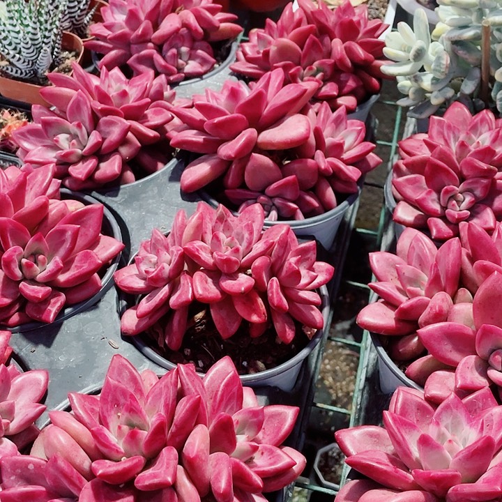 赫菲斯托39.9一盆5588888888