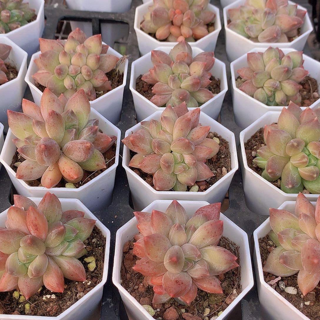 重楼34667899999000