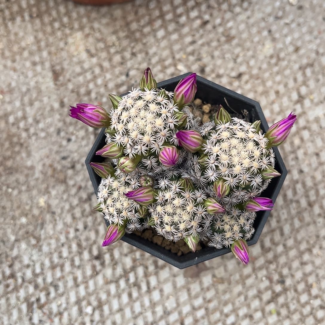 梦***蝶无花朵可是多头师生跟