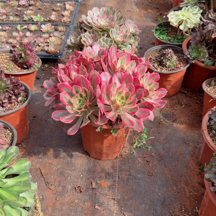 主播亲自挑啊啊啊