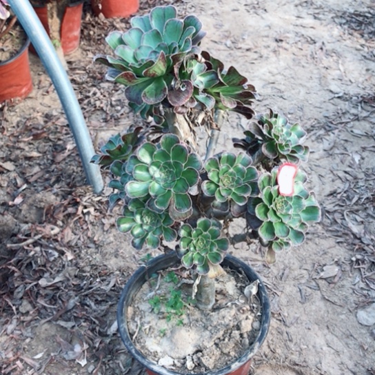思***子拉丝锦法师多肉植物17