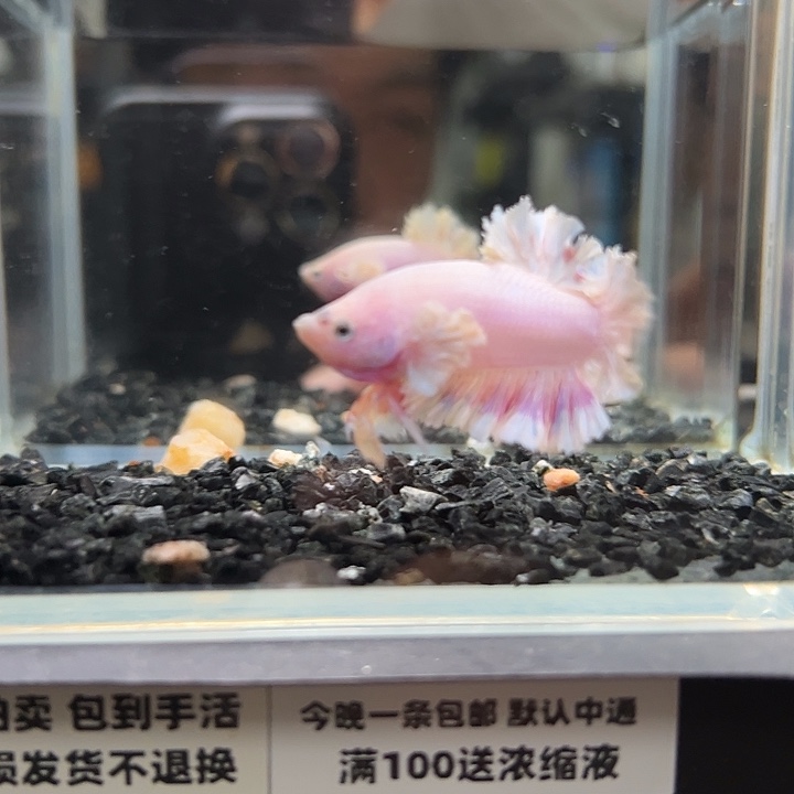 斗鱼竞拍跑单拉黑29日18