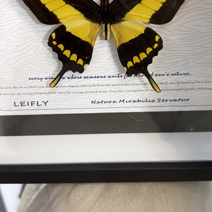 模***站蝴蝶标本定制522@